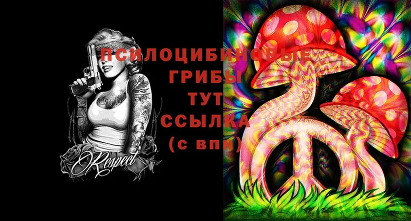 наркота  Калуга  Галлюциногенные грибы Psilocybe 